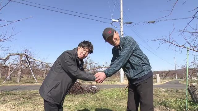 “フルーツ王国”に異変…温暖化で思うようなリンゴが作れない！ 農家と気象予報士がタッグ　福島で「柑橘栽培」に挑む