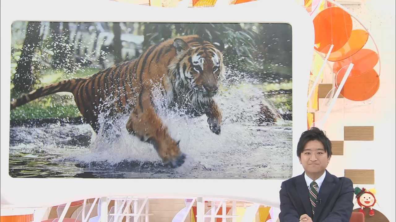 動物園snsのかわいすぎる 動物動画 が超人気 あの 決定的瞬間 はどうやって撮影したの