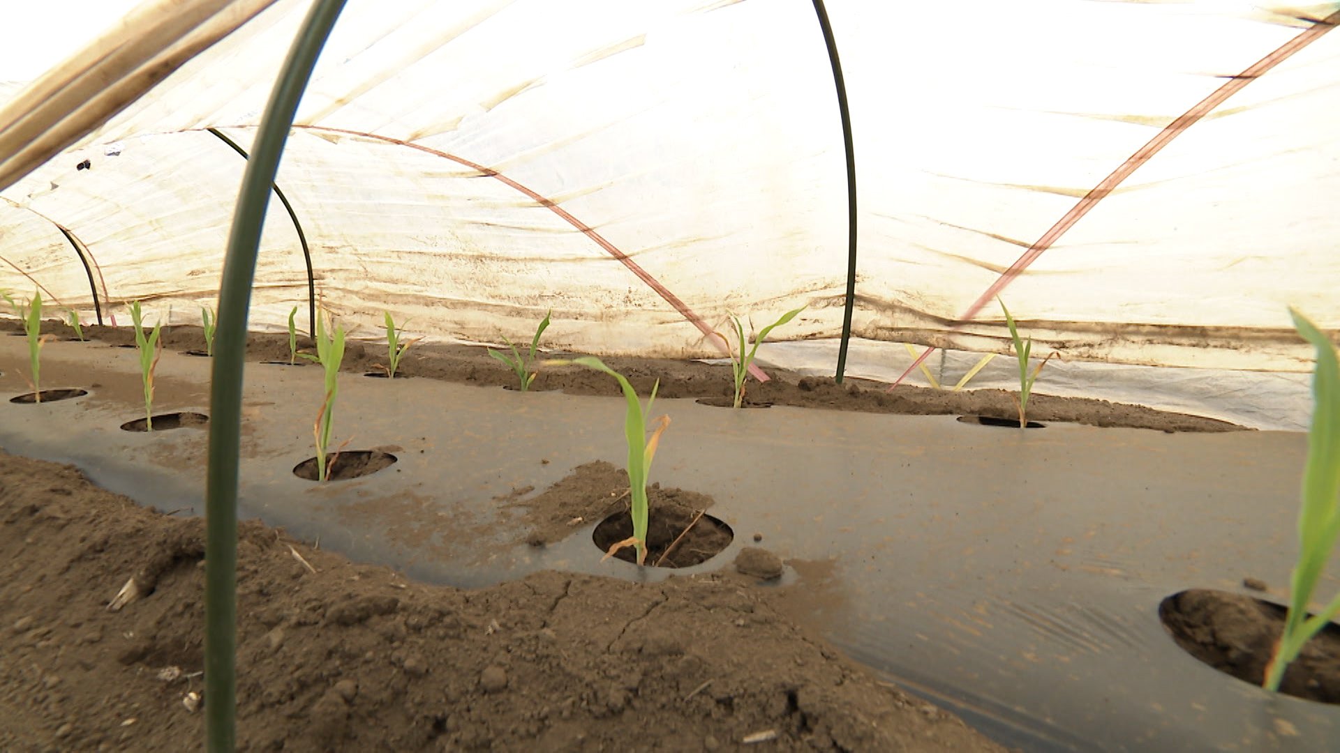 季節外れの暑さでダム渇水続く…貯水率36%で観光放流見送り　夏野菜ピンチ…袋も種も値上がり