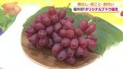糖度はシャインマスカット超え！皮ごと食べられる赤ブドウ　福井県産の新品種がお披露目　10月1日から愛称募集　来年夏以降、店頭に