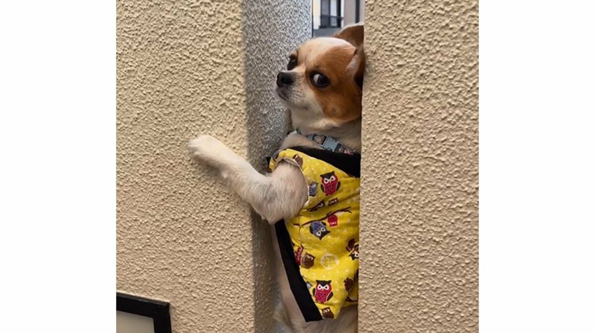 ご近所のちびっ子待ち狙い」玄関横の隙間で待ち伏せするチワワが