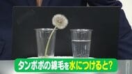 【天気／山形】天気ふりかえり＆タンポポの綿毛を水につけると？　中村友祐気象予報士の天気予報(1)