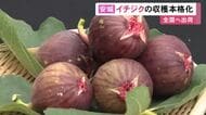 甘くみずみずしい仕上がりに…農業用ハウスでイチジクの収穫が本格的に始まる 全国有数の産地・愛知県安城市