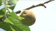 ひょう被害「モモ作りできるかどうか心配」　収穫を待つモモの実に異変　県北地方で被害深刻　福島