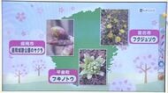 宮古市でフクジュソウ鮮やかに　平泉町では雨粒まとったフキノトウ　岩手県内各地から“春の便り”