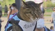 ネコ好き必見 桜満開の公園に突如現れた“アイドルネコ”…その正体は?SNSには全国から投稿された写真【新潟発】