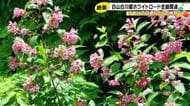 白山白川郷ホワイトロードが去年より1カ月早く全線開通…前日の午前10時から並んだ人も