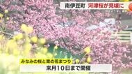 一足早く…　南伊豆町で河津桜が“満開”　例年よりも早く８００本の桜が見頃に　菜の花畑では“菜の花ドア”から記念撮影