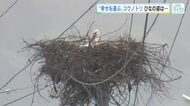 国の天然記念物「コウノトリ」今年も”幸せを運び”飛来　巣ではヒナの誕生も確認　広島・世羅町