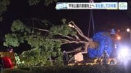 平和公園の景観向上へ　樹齢70年の大クスノキを移植　夜を徹しての作業に密着