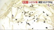 室見川 春の風物詩“シロウオ漁” 新型コロナ感染拡大で中止に 福岡市