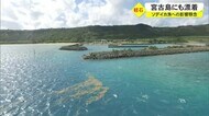 軽石 宮古島にも漂着 12月のソデイカ漁への影響懸念