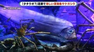 「タチウオ?」海岸で珍しい深海魚「サケガシラ」見つかる 静岡・沼津市