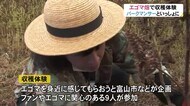 “富山えごま伝道師”として活動…パークマンサーさんが栽培するエゴマの収穫体験 富山市が特産化進める
