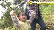 クリ拾いシーズン到来！　大粒の実に子どもたちも笑顔…多くの家族連れでにぎわう観光クリ園【山形発】