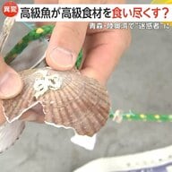 【危機】「全滅に近い」高級魚・マダイがホタテ稚貝食い尽くす…全体“7〜8割”被害で養殖に打撃・価格高騰の恐れも　青森・陸奥湾