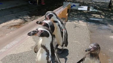ペンギンにそうめんではなく「流しアジ」…“鈍臭い”子はいない? 動物園に聞いてみた