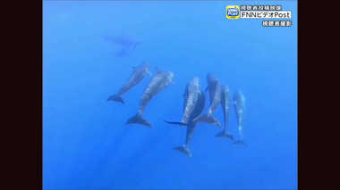 パラオ沖でオキゴンドウの群れを撮影! クジラとイルカの違いは曖昧?専門家に聞いた