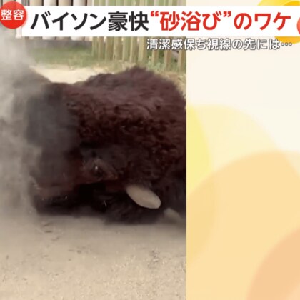 【純情な感情】1日2回「砂浴び」バイソン・スティンガー君が清潔感保つ理由…大好きなメスのスミレちゃんにアピールか　埼玉・東武動物公園