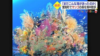美しさに驚きと衝撃…「サンゴの森」の絶景　群生するカラフルなソフトコーラル【愛媛発】