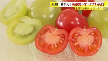 食感はまるで“赤ちゃんのほっぺ”…1箱2500円「希少なトマト」福岡で旬　“超薄皮”でやわらかく甘い　高級ホテルもお墨付き