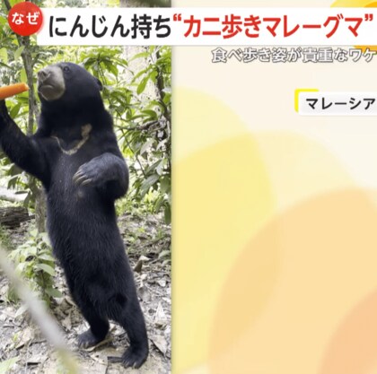 「かなりレアです」マレーグマがニンジン片手にカニ歩き…まるで人間？おかわり求め二足歩行で食べ歩き　マレーシア