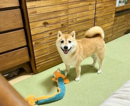 「遊ぶの？」と聞かれニッコリ！飼い主に“表情で返事”する柴犬がかわいい…他にどんな顔をするのか聞いてみた
