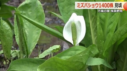 1400株のミズバショウ可憐に咲く　寒さの影響で去年より1週間遅く見頃に　万葉の里味真野苑【福井・越前市】