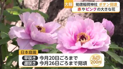 赤やピンクのボタンが300本 祐徳稲荷神社で今年も見頃迎える　【佐賀県】