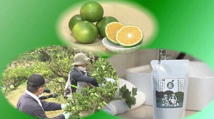 廃棄される「青みかん」でシャンプー作りに挑戦　皮の油を配合し”甘く優しい香り”に…肌への負担も軽減【静岡発】