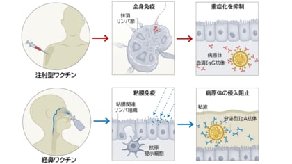鼻から投与する「経鼻ワクチン」、感染予防の新たな切り札に~千葉大学とUCSDが最新動向を総まとめ