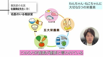 うちのコに合った食事とは？「ペットのご飯」わんちゃんやねこちゃんの成長に合わせ健康を保つためのご飯について獣医師が解説