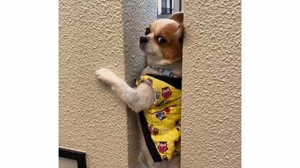 「ご近所のちびっ子待ち狙い」玄関横の隙間で待ち伏せするチワワがかわいい…見つけたらどんな反応をするのか聞いた