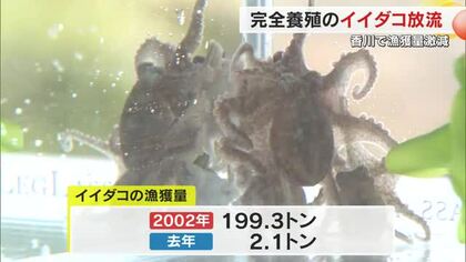 瀬戸内海で「取る」から「育てる」漁業に…県水産試験場が世界初の完全養殖に成功　イイダコを放流【香川】