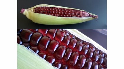 「宝石みたい」日本初の赤色の“スイートコーン”が美しい…味やおすすめの食べ方を開発メーカーに聞いた