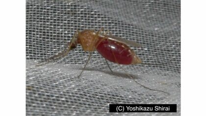 蚊は昼と夜で種類が違った！夜耳元で「ぷ～ん」とうるさい蚊は9月が要注意！対策を聞いた