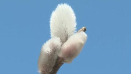 日差しを浴びて銀色に輝く…三重県熊野市の川辺で『ネコヤナギ』が芽吹き始める 2月末までが見ごろ