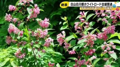 白山白川郷ホワイトロードが去年より1カ月早く全線開通…前日の午前10時から並んだ人も