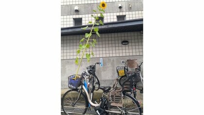 「合成写真かな？」小3娘からの“夏の洗礼”に母親タジタジ…身長より大きく育ったヒマワリのインパクトがすごい