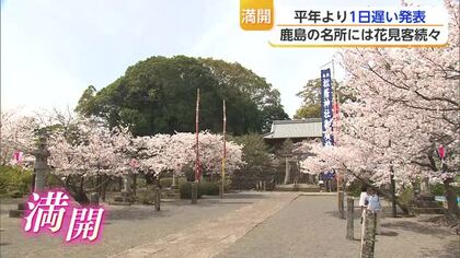「めっちゃ満開できれいです」鹿島・旭ヶ岡公園の桜が満開を迎える【佐賀県】