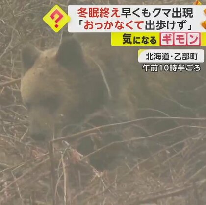 「おっかなくて出歩けない」冬眠終え早くもクマ出没　同じ個体か…8日連続で目撃　北海道・乙部町