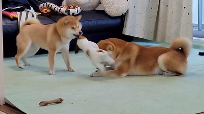 “妹”豆柴が振り回すおもちゃが何度も顔面を直撃！耐えきれず“兄”は飼い主に告げ口…「どっちも可愛いすぎる」