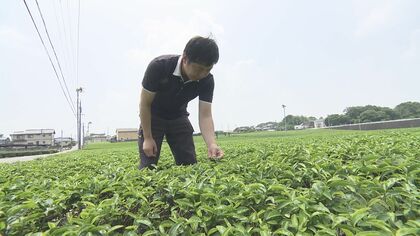 「0%だったのが10％→25%となると…」“トランプ関税”で抹茶の輸出業者から悲鳴 米国が世界的なブームを牽引