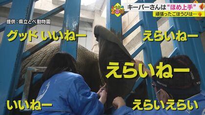 動物たちの頑張りを“褒めて伸ばす ”キーパーさんの愛情あふれる「ほめ育」 ご褒美は大好物のプレゼント【愛媛発】