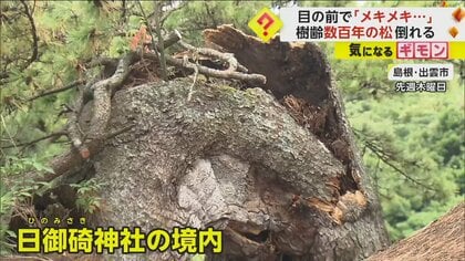 目の前で“メキメキ”音を立て…樹齢数百年の松が突然“ポッキリ” 幹の中心