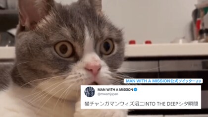 ニャ、ニャンだこれー！！｣猫のココちゃんが目を丸くした視線の先に