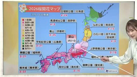 富山のカワヅザクラ、今が見頃　三菱ケミカルが「感謝の気持ち」で開いた駐車場も【気象予報士 解説】