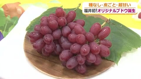 糖度はシャインマスカット超え！皮ごと食べられる赤ブドウ　福井県産の新品種がお披露目　10月1日から愛称募集　来年夏以降、店頭に