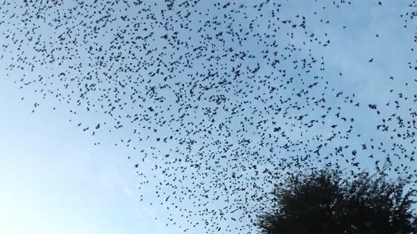 ムクドリ大群に住民悲鳴 鳴き声とふんが暮らし直撃 鳥害対策 ゼロバードzerobirdのブログ