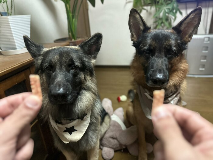提供:Tobi and Bobi シェパード兄弟犬さん